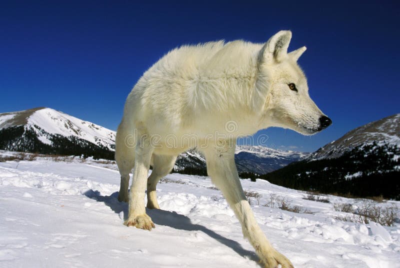 Arctic Wolf Canis Lupus Tundrarum Adult In Snow Against Mountain Range