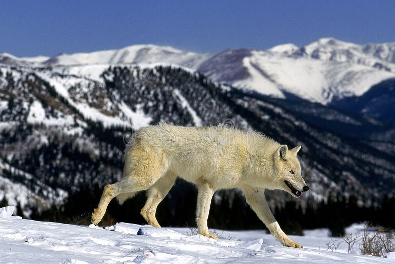 Arctic Wolf Canis Lupus Tundrarum Adult Walking In Snow Against