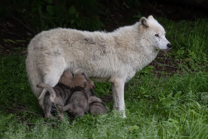 An Arctic Wolf Closeup Feeding Her Pups in Spring in Canada Stock Photo ...