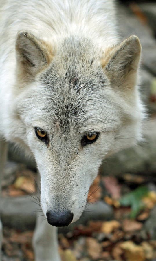 Arctic Wolf With Blue Eyes