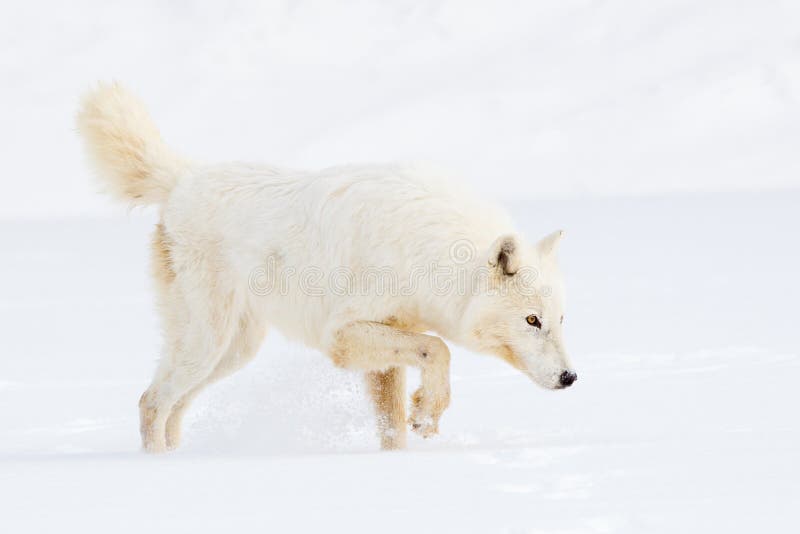 Arctic wolf on hunt stock image. Image of polar, undomesticated - 84999163