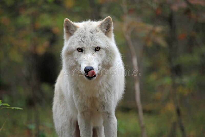 Arctic Wolf In The Woods Stock Image Image Of Preserve 21733039