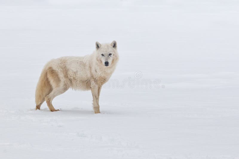 Arctic wolf profiling in the snow. Winter scene.