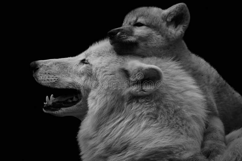 1 357 White Wolf Pup Photos Free Royalty Free Stock Photos From Dreamstime 1 357 White Wolf Pup Photos Free Royalty Free Stock Photos From Dreamstime