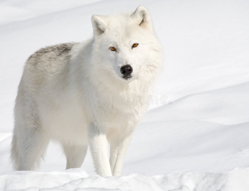 Arctic Wolf in the Snow stock photos Arctic Wolf in the Snow stock photos
