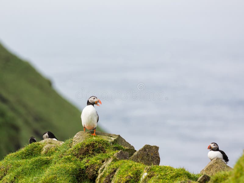 Arctica do Fratercula puffins imagens de stock Arctica do Fratercula puffins imagens de stock