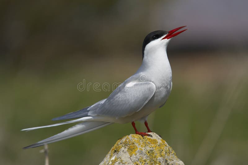 Arctictern27 stockbilder Arctictern27 stockbilder