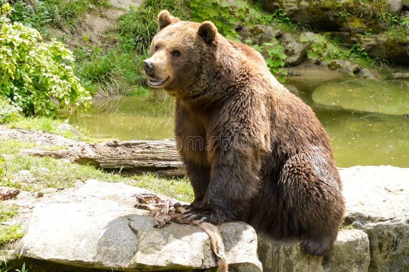 Arctos Ursus бурого медведя сидя на небольшом озере стоковая фотография Arctos Ursus бурого медведя сидя на небольшом озере стоковая фотография