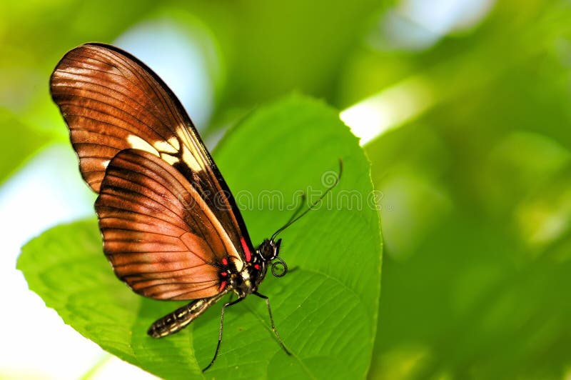 Arcus Butterfly on Green Leaf, Florida Stock Image Image of