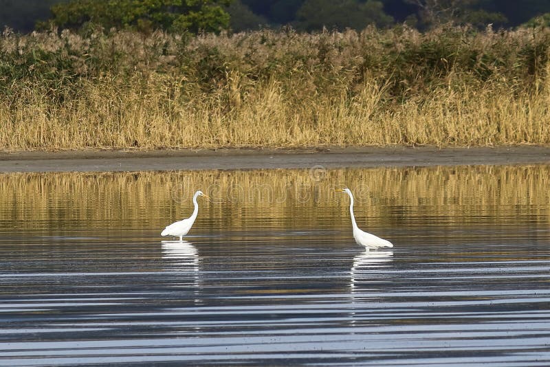Ardea alba, vita öron i vilt tillstånd i lugnt och återgivande havsvatten Sunny dag, gult höstgräs suddigt ba royaltyfri bild Ardea alba, vita öron i vilt tillstånd i lugnt och återgivande havsvatten Sunny dag, gult höstgräs suddigt ba royaltyfri bild
