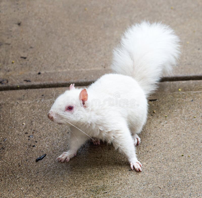 Rare, white, Albino squirrel (1:100,000) with pink eyes and blue irises on cement payment in Ohio, USA. Rare, white, Albino squirrel (1:100,000) with pink eyes and blue irises on cement payment in Ohio, USA.