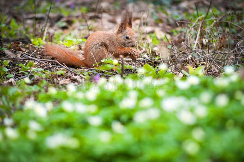 Ardilla con una cola esponjosa sueña con nueces en el bosque de primavera fotografía de archivo