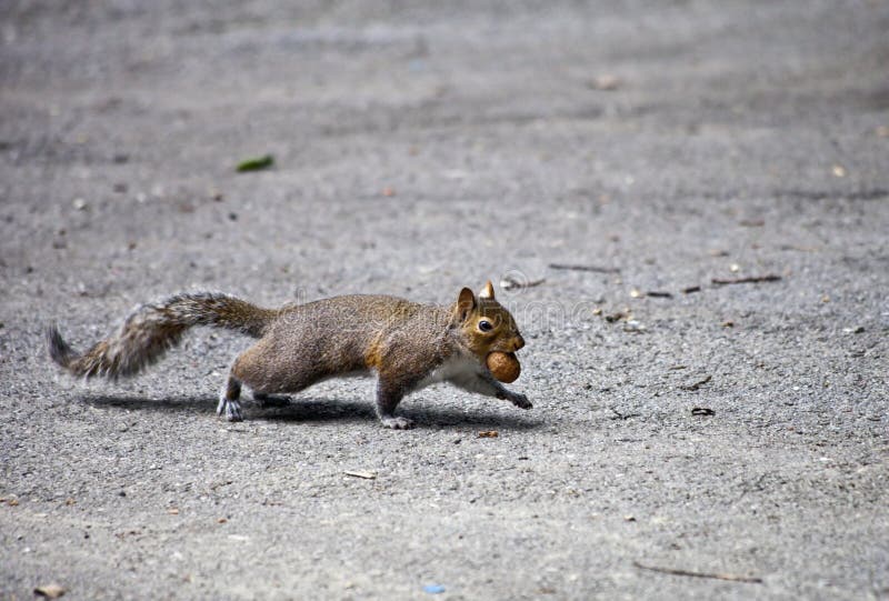 A squirrel crossing a dangerous road to rescue his nut. A squirrel crossing a dangerous road to rescue his nut