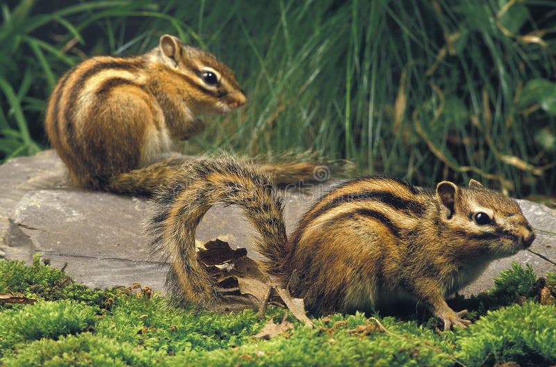 🐿️ La Ardilla Coreana: ¡La Mascota Inesperada que Te Robará el Corazón! 🐾
