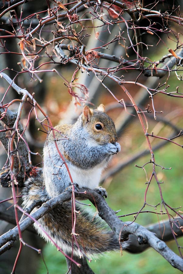 Ardilla de gris del este (carolinensis del Sciurus) imágenes de archivo libres de regalías Ardilla de gris del este (carolinensis del Sciurus) imágenes de archivo libres de regalías