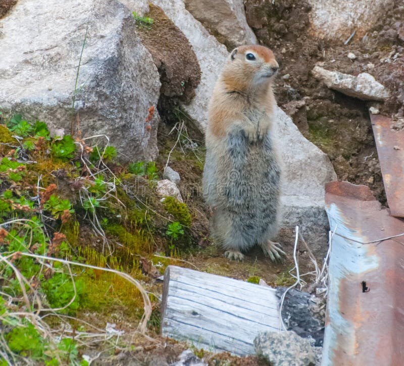 Ardilla de tierra ártica imagen de archivo. Imagen de animal 43028617