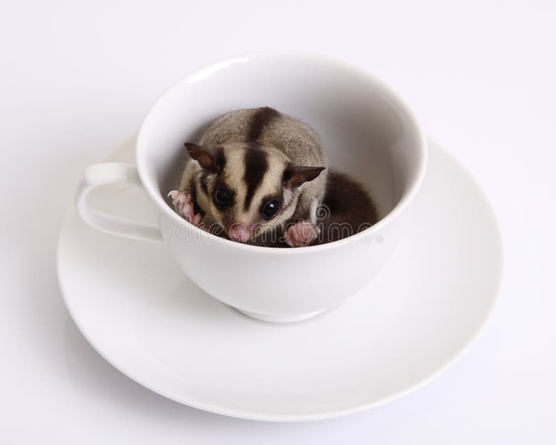 Ardilla de vuelo o Sugarglider en una taza de café de cerámica imagen de archivo libre de regalías Ardilla de vuelo o Sugarglider en una taza de café de cerámica imagen de archivo libre de regalías