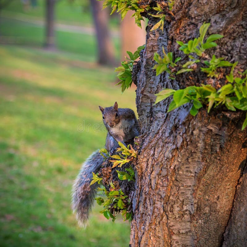 Ardilla en el lado de un árbol en verano imagenes de archivo