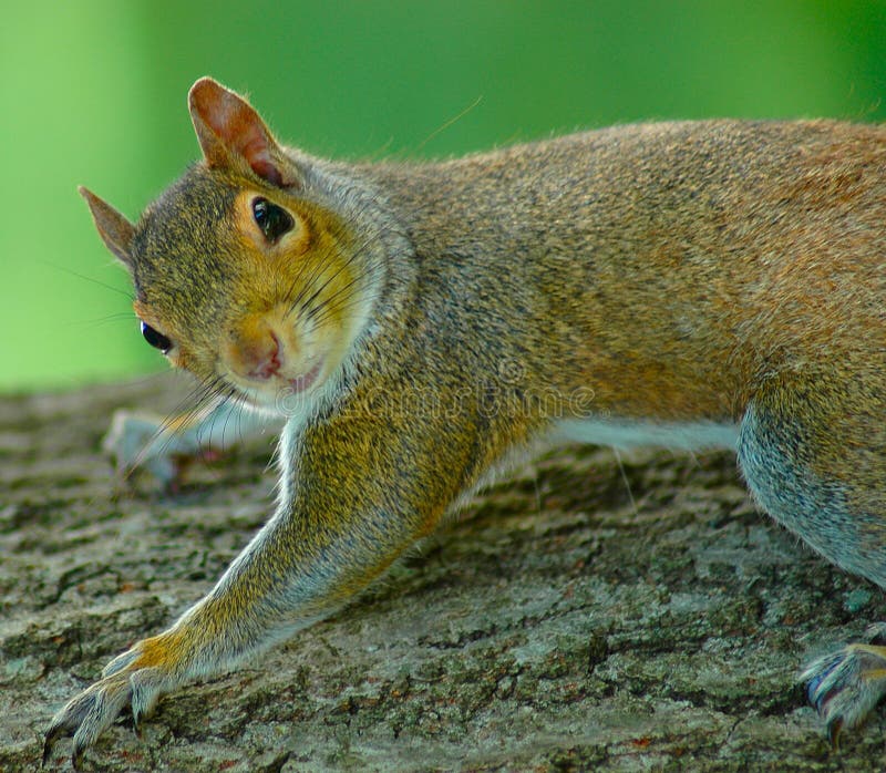 Download Ardilla II imagen de archivo. Imagen de roedores, animales - 175343