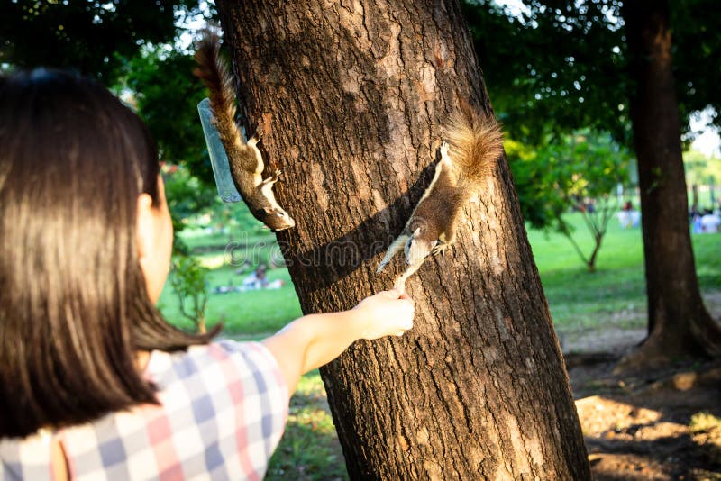 Ardilla que come la nuez fuera de poca mano de la muchacha del niño, dos ardillas hambrientas en tronco de árbol en la naturaleza fotos de archivo Ardilla que come la nuez fuera de poca mano de la muchacha del niño, dos ardillas hambrientas en tronco de árbol en la naturaleza fotos de archivo