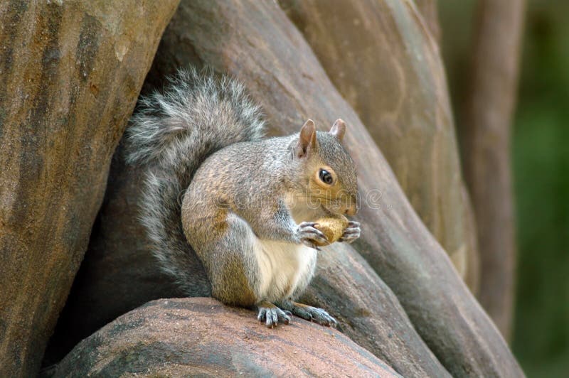 Cute squirrel eating a nut. Cute squirrel eating a nut