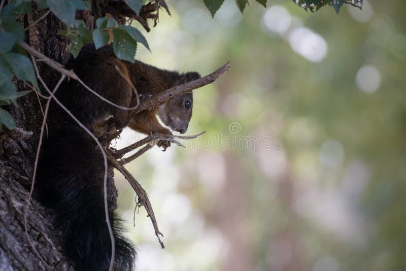 Ardilla roja comiendo en un árbol fotografía de archivo libre de regalías Ardilla roja comiendo en un árbol fotografía de archivo libre de regalías