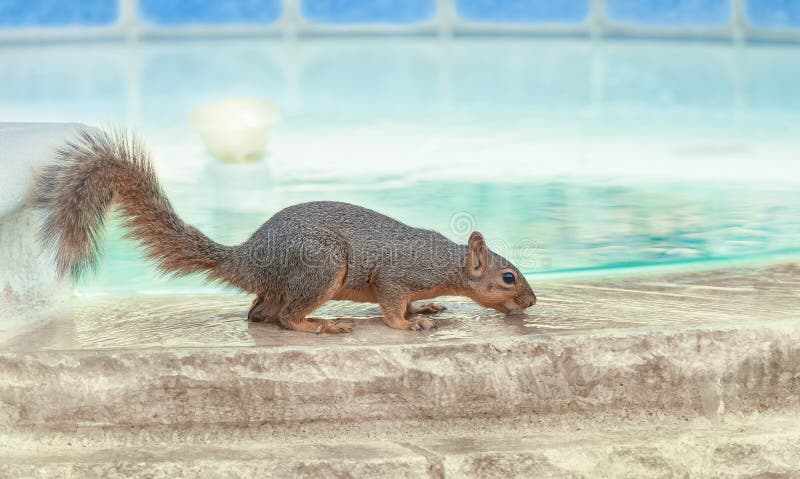 Ardilla sedienta que toma una bebida de la piscina imágenes de archivo libres de regalías Ardilla sedienta que toma una bebida de la piscina imágenes de archivo libres de regalías