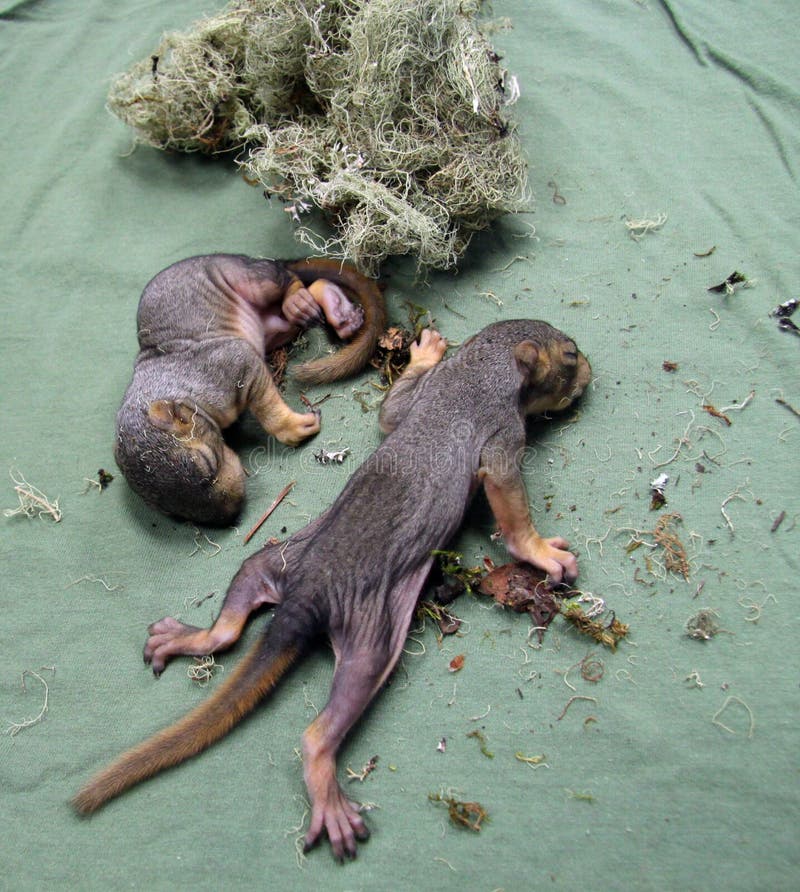 Ardillas Recién Nacidas Del Bebé Imagen de archivo Imagen de newborn