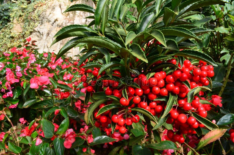 Ardisia Crenata Myrsinaceae stock photo Ardisia Crenata Myrsinaceae stock photo