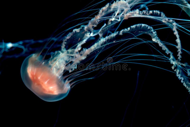 Ardore della medusa. La medusa delicata sembra emettere luce nell'acqua scura profonda