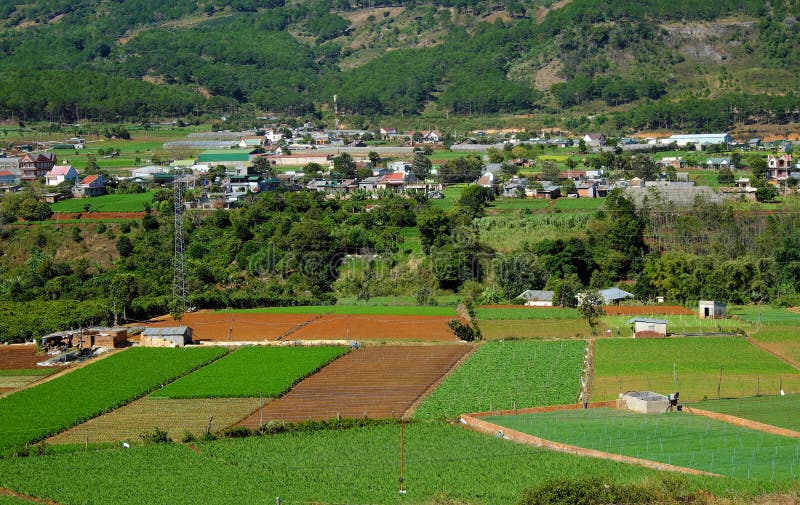 Area di agricoltura, Dalat, Vietnam, campo, azienda agricola di verdure immagini stock libere da diritti Area di agricoltura, Dalat, Vietnam, campo, azienda agricola di verdure immagini stock libere da diritti