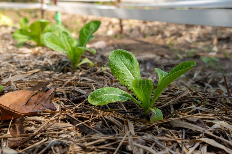 Area for growing organic salad vegetables health care.