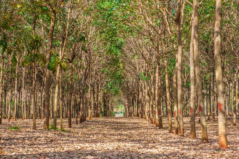 Area of Rubber Plantation in Autumn Stock Image Image of country