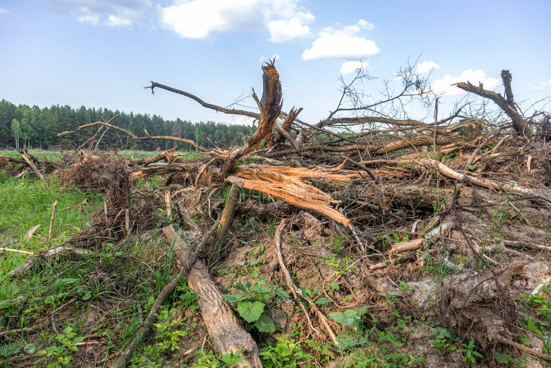 Area of â€‹â€‹illegal Logging. Forests Deforestation Humans are Causing