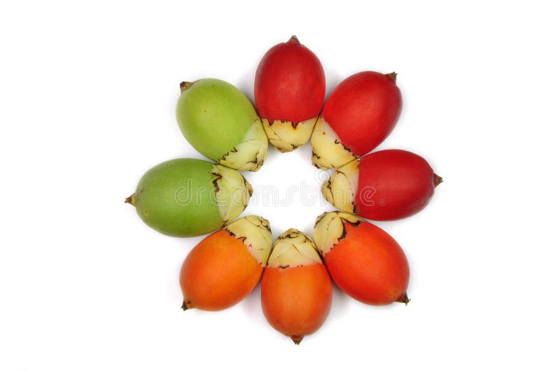 Πολύχρωμη αρέκα ή φοίνικας μπετέλ στοκ εικόνα