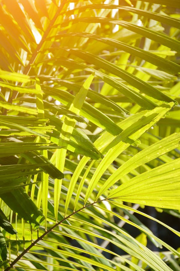 Areca catechublad royalty-vrije stock foto's