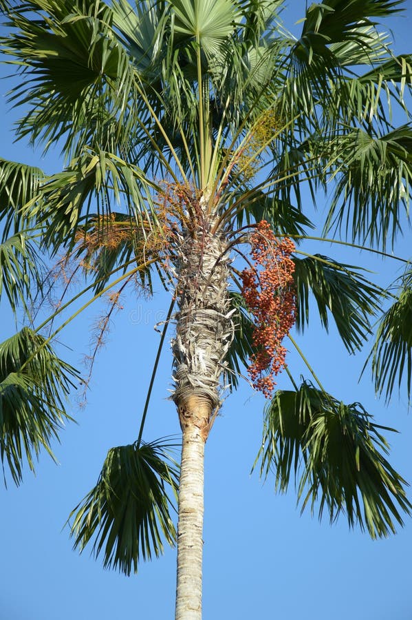 Areca catechu-boom stock afbeelding