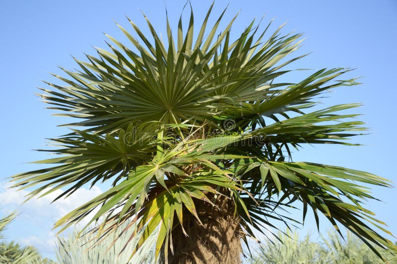 Areca catechu-boom stock foto