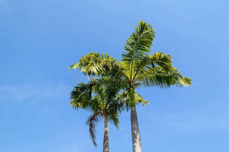 Areca catechu boom in natuurlijke tuin stock fotografie