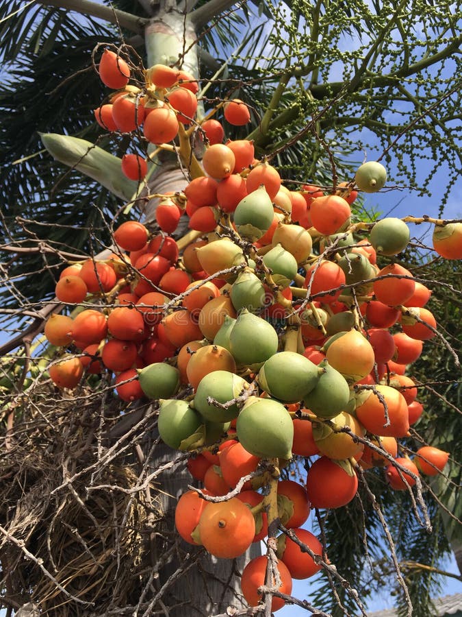Areca catechu vrucht stock afbeelding