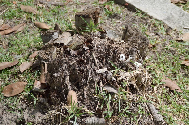 Areca de boom van de catechustomp royalty-vrije stock foto's