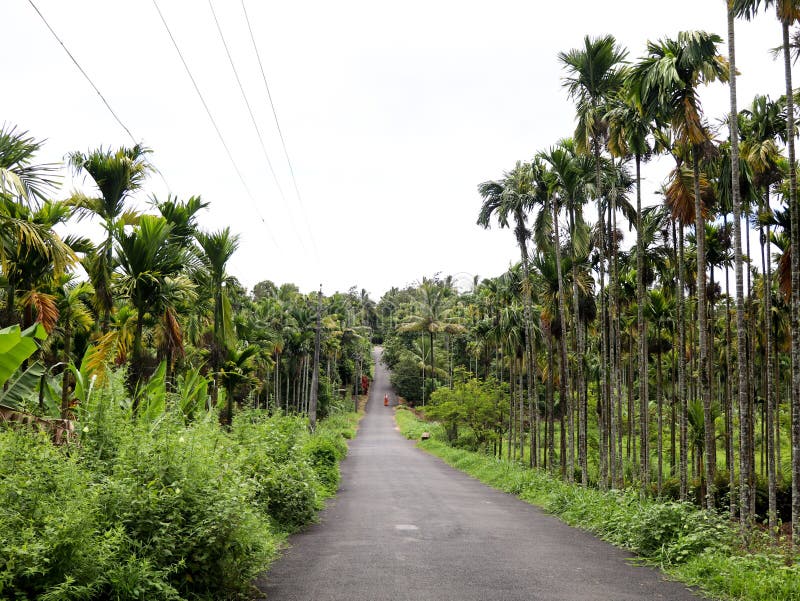 Areca nut or betel nut tree plantation in a country side royalty free stock photos