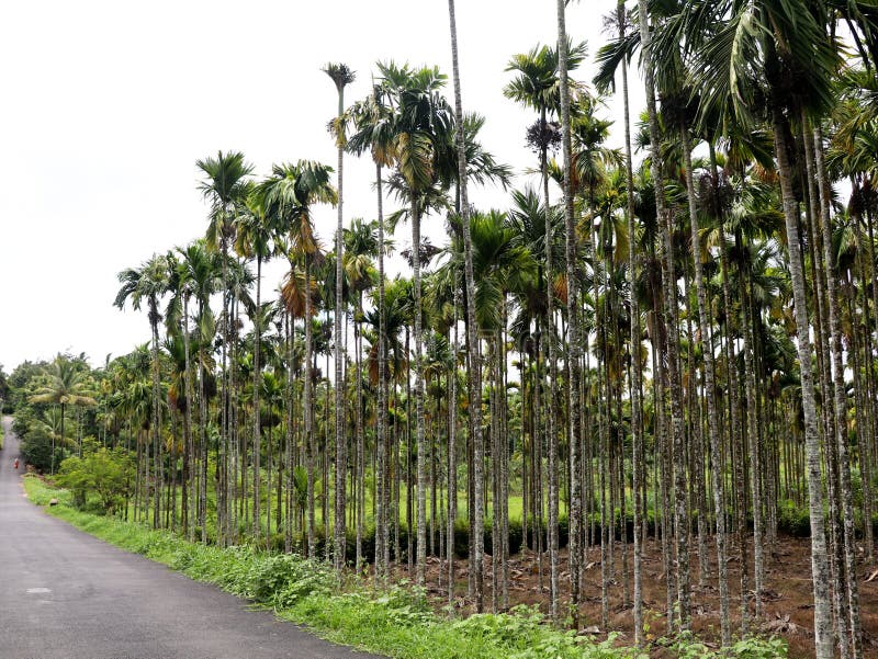 Areca nut or betel nut tree plantation in a country side stock images