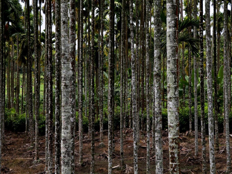 Areca nut or betel nut tree plantation in a country side royalty free stock photography