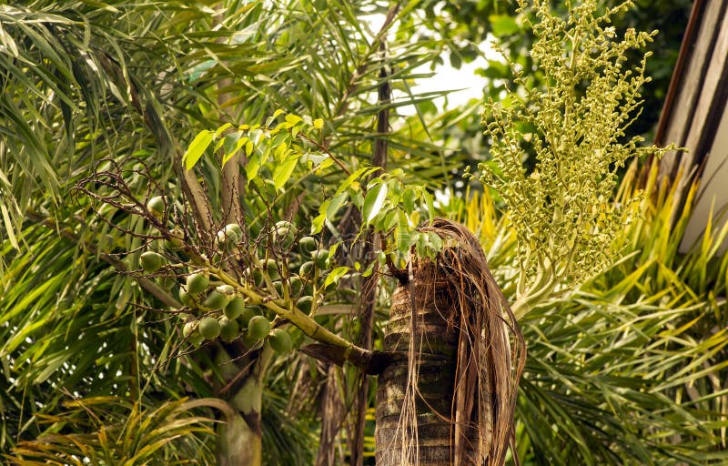 Areca Nut Palm Fruits, Betel Nuts, Betel Palm (Areca Catechu) Hanging ...