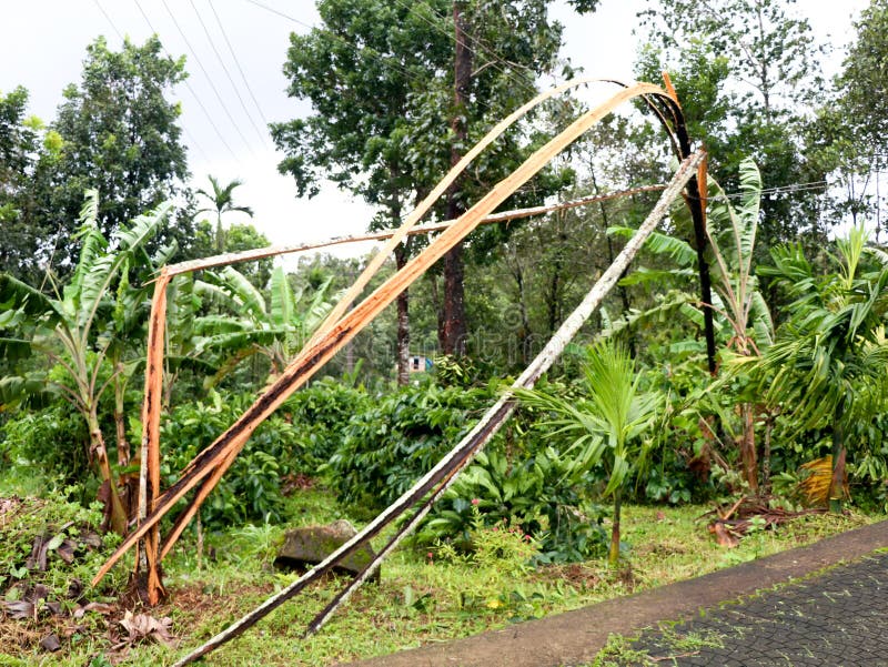 Areca nut tree broken into pieces and fallen on electric line by strong monsoon wind stock photography