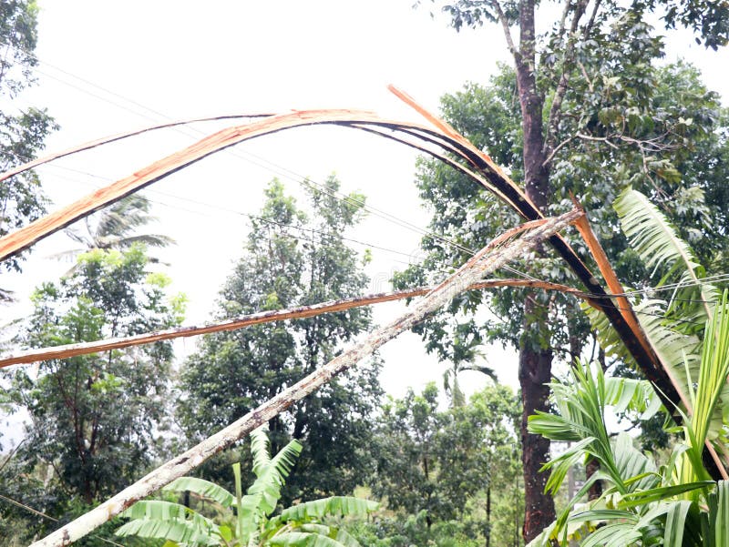Areca nut tree broken into pieces and fallen on electric line by strong monsoon wind stock image