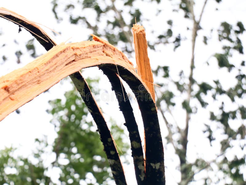 Areca nut tree broken into pieces by strong monsoon wind royalty free stock photo