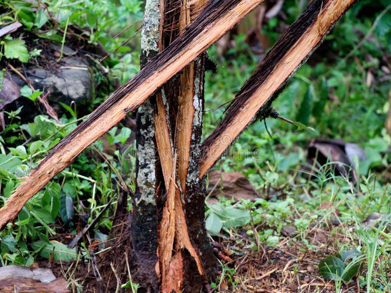 Areca nut tree broken into pieces by strong monsoon wind stock photos