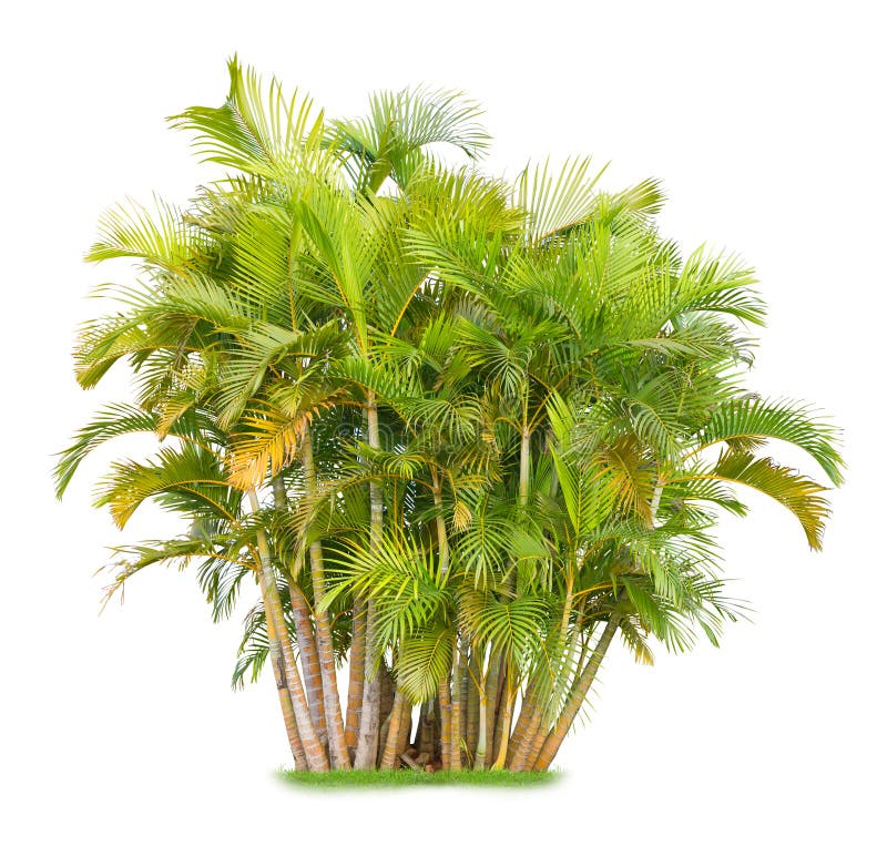 Arecapalm royalty-vrije stock foto's